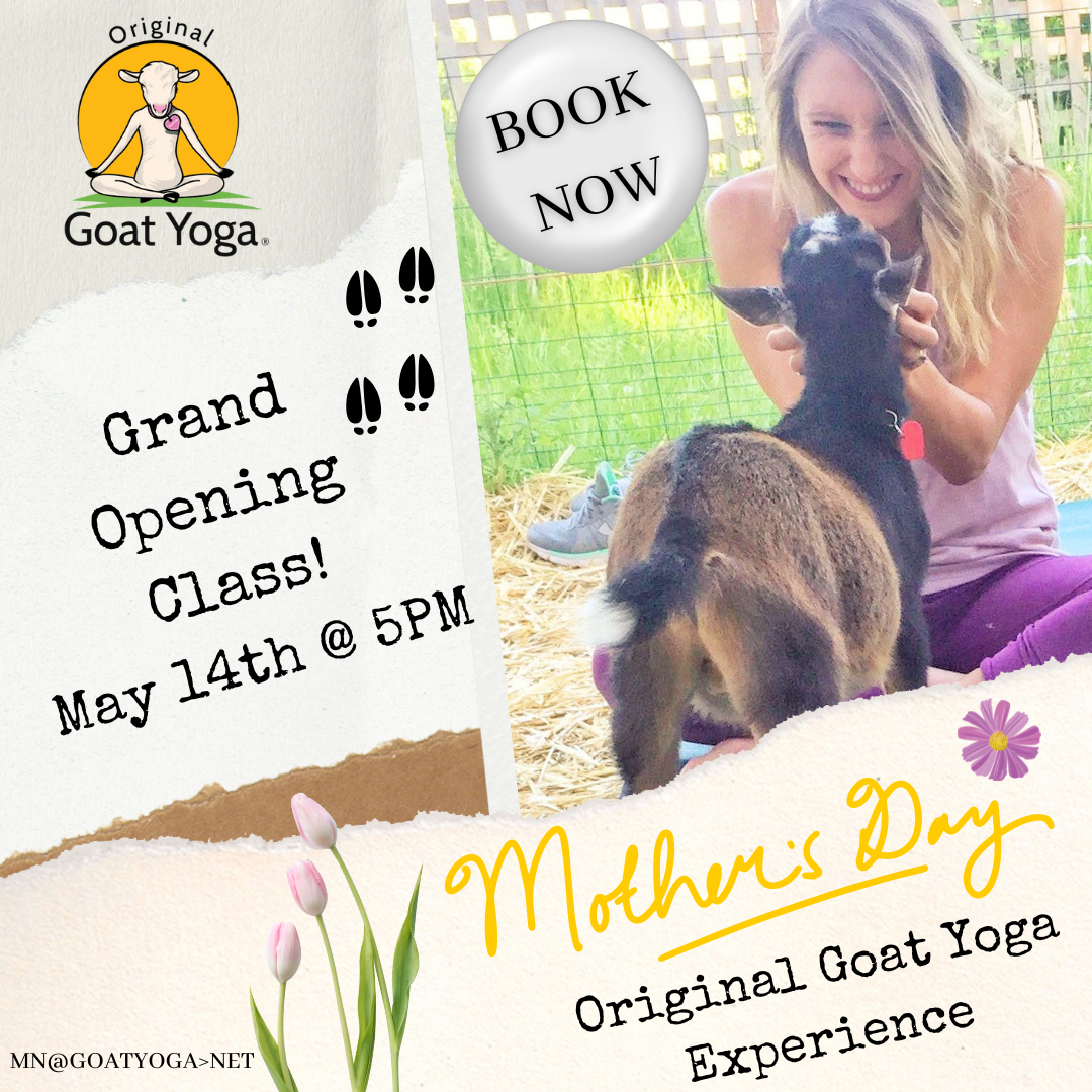 Mother's Day Goat Yoga in Minnesota